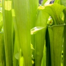 Several pitcher plant pitchers