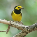 The Hooded warbler sitting on a tree limb