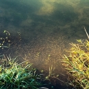 Chinook salmon fry juvenile fish in murky green-brown water with vegetation on both sides.