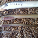 Mortality in sea lamprey ammocoetes indicate lampricide treatments are effective.