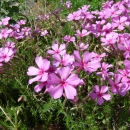 Bunches of purple flowers with five petals over green stalks and folliage.