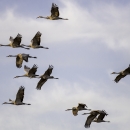 11 sandhill cranes in flight with wings outstretched, with only the sky in the background. The cranes are all flying to the left and the sky is a mix of periwinkle blue and thin white clouds.