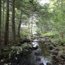 A stream flows gently through a wooded forest. 