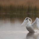 Tundra swan prepares to fly out of a wetland on a calm, gray morning.