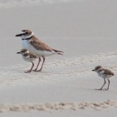 Wilson's plover with chicks on Wassaw NWR