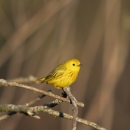 Yellow warbler perches on branch in sunlight.