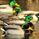 A group of green-headed mallards