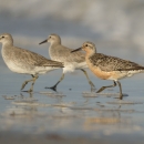 A group of juvenile and adult red knot forage along the shoreline.