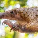 White-bellied pangolin