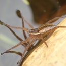 A spider poised on the water's edge.