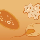 Illustration representing species of the family protozoa