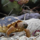 Sororan desert tortoise stand on rocks.