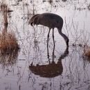 A sandhill crane at sunrise, reflecting in still water