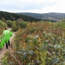 Two people carry bags filled with young red spruce trees down a trail