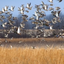 Dozens of waterfowl flying over a grassy wetland