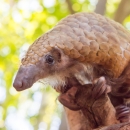 Pangolin on wooden structure San Diego Zoo