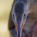 Close up of a bird's face