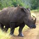 A southern white rhinoceros in South Africa’s Hluhluwe-iMfolozi Park.