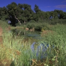 a wetland surrounded by grasses and trees