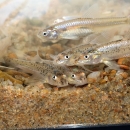 eight small tan fish at the bottom of a tank