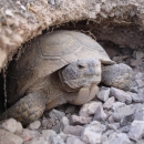 Mojave Desert Tortoise facing out of burrow