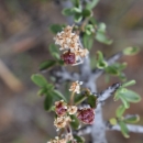 White flowers of Pine Hill ceanothus