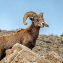 Desert bighorn sheep standing on a rock ledge