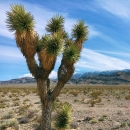 Joshua tree with mountains in the distance