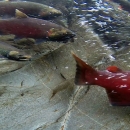 salmon and char swimming over bedrock