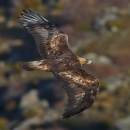 flying golden eagle