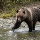 Female Grizzly Bear