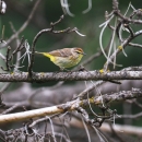 Palm warbler perched on tree branch