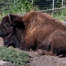 Wood Bison