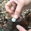 A hand holds a dime for size comparison with a tiny amphipod