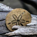 Sand dollar on driftwood