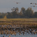 ducks and geese mostly in water with 9 flying. trees in background