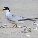 A small tern with two eggs on a beach