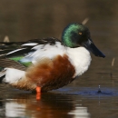 drake northern shoveler in water