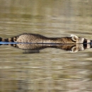 Brown, black & white raccoon swimming across a canal