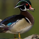 drake wood duck on log