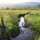 A stream winds through a headwater wetland.