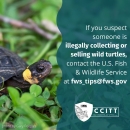 US Fish and Wildlife on X: Tiny turtle alert! 🚨🐢 The bog turtle