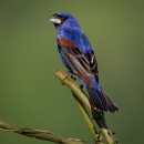 Bright blue, brown & black bird on branch