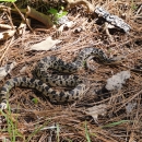 A threatened Louisiana pinesnake (Pituophis ruthveni) basks atop bed of pine needles. This snake occurs in West Louisiana and East Texas in longleaf pine savannah, a habitat that was mostly reduced by the 1930s. 