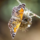 An orange and black butterfly on a white flower