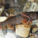 Male yellowcheek darter captured during a survey.