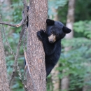 A black bear cub climbs a tree