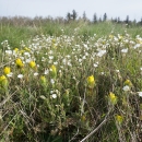 Prairie with white and yellow flowers and coniferous trees in the distance