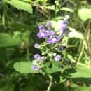 green plant with purple blossoms