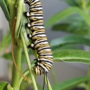 A monarch caterpillar munches on a plant in a pollinator garden